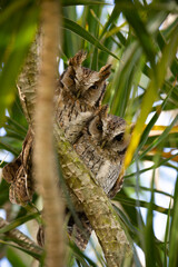 Casal de corujinha-do-mato (Megascops choliba)