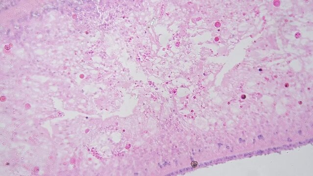 Microscopic footage of Planaria in transversal section 200x filmed on bright field. Macro view of flatworm cut and magnified for scientific research in the lab. Parasite body prepared for experiment