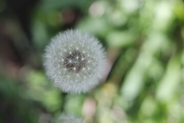 field flower