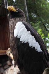 The white-shouldered eagle is a bird of prey.