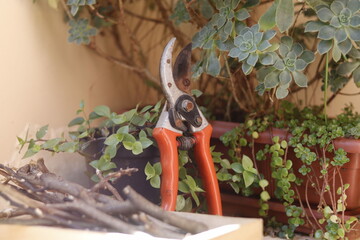 tree pruning