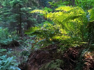 A backlit fern grows in a lush forest in the pacific northwest