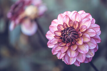 Seasonal Purple/Pink Pom-Pom Dahlias In Full Bloom At A Dahlia Farm