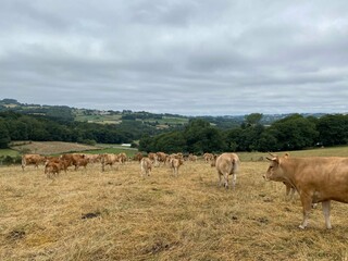 Rebaño de vacas en Galicia