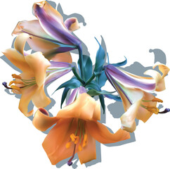 Obraz na płótnie Canvas four blooms orange lily with shadow isolated on white