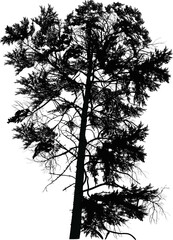 high black pine single illustration on white