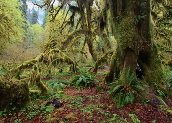 A lush rainforest with vibrant green ferns and moss-covered trees