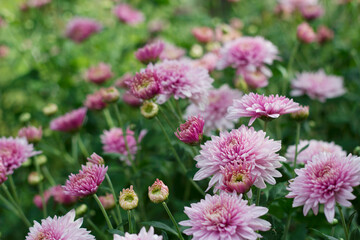 pink chrysanthemum flowers in a garden