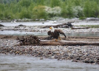 A majestic bald eagle is perched on a fallen log about to take flight