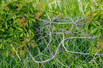 Vine covered chain link fence
