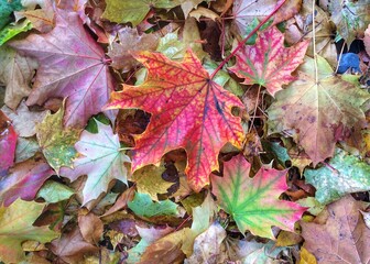 Beautiful red, green, and yellow fall leaves blanket the ground