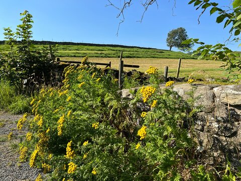 Wild flowers by the roadside, next to dry stone walls, and fields near, Austwick, UK
