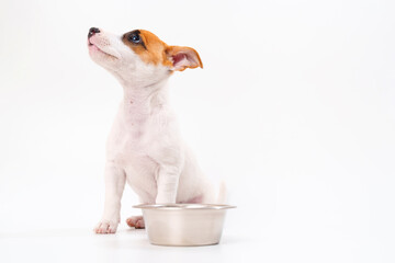 hungry jack russell terrier puppy with a bowl for water or food on a white.