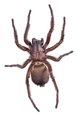 dark brown large wolf spider top view