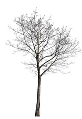 small maple with bare branches isolated on white