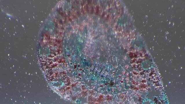 Microscopic image of pinus leaf 100x in transversal section filmed with cross light. Macro of evergreen plant needle with oblique illumination for educational issues. Learning conifer flora in a lab