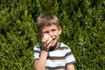 Fototapeta premium boy is happy to eat apple in park against backdrop of green coniferous tree. Healthy snack in nature. Bright sunny day.