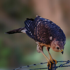 Juvenile sparrowhawk, raptor bird, searching for prey