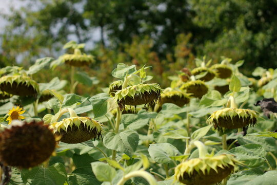 Part of a field of ripe sunflowers