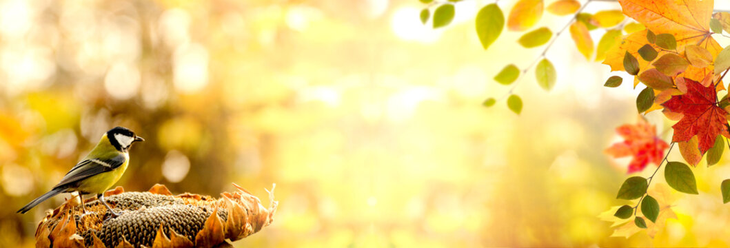 Autumn Banner with Great tit bird against blurred Natural background decorated with colored autumn leaves. Thanksgiving concept with copy space.