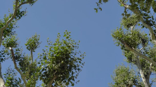 Sycamore Tree on blue sky. Branches tree