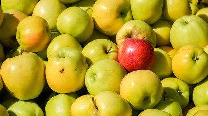 Yellow apples background with one red