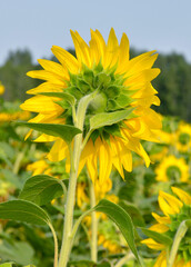 sunflowers słoneczniki © Leszek