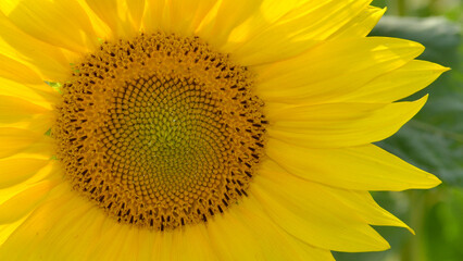 sunflowers słoneczniki