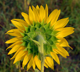 sunflowers słoneczniki © Leszek
