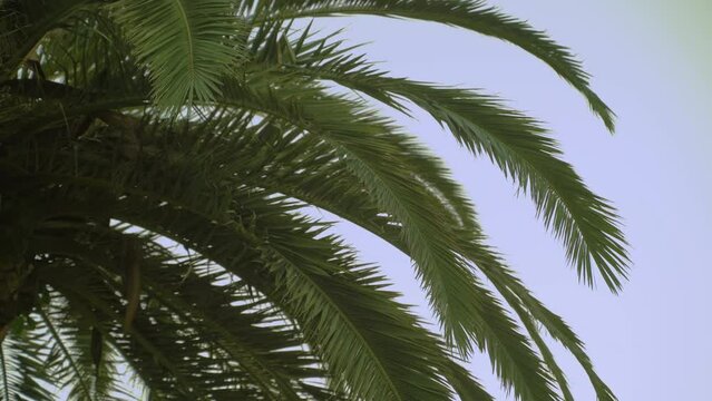 Green palm tree leaves against blue sky 