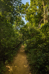 trees in the city of Itacare, State of Bahia, Brazil