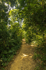 Fototapeta premium trees in the city of Itacare, State of Bahia, Brazil