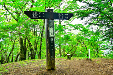 西丹沢の湯船山山頂　新緑の森
湯船山は西丹沢の南西、神奈川県と静岡県との県境尾根（神奈川・静岡県境尾根）に位置する山。神奈川・静岡県境尾根の最高地点でもある。山頂は森の中の狭い場所で展望はなく、富士箱根トレイルの道標と三角点の柱石があるだけ。
 - obrazy, fototapety, plakaty