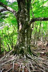 西丹沢の湯船山　ブナの足元
