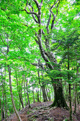 西丹沢の湯船山　県界尾根の登山道に生えるブナの根
