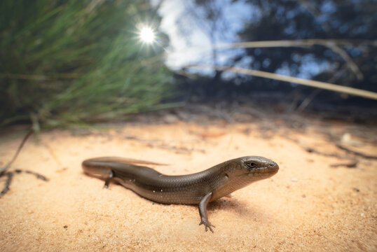 Spinifex slender blue-tongue lizard (Cyclodomorphus melanops) in sandy mallee habitat, Australia