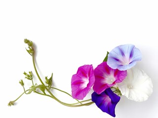 Flowers isolated on white 