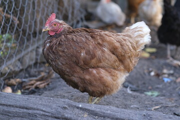Adult fat, brown chicken in paddock. Domestic fluffy hen walking in coop.