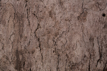 Closeup of background structure of a weathered wooden surface dried light timber without bark.