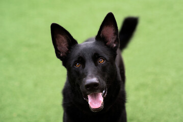 Black German Shepherd Dog, working line shepherd. Portrait of a black dog looking. Dog outdoors at a park. Purebred Headshot.