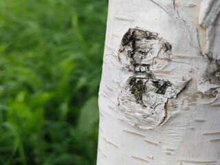 White trunk of a young birch. A thin long trunk of a young birch with white bark against a...