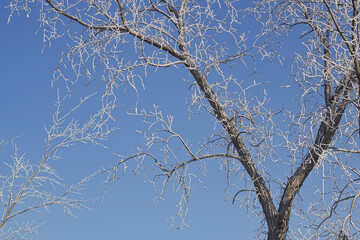 A tree covered with snow, the sky is blue.