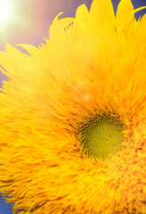 Beautiful sunflower in a morning sunshine 