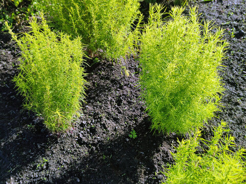 Kochia, a genus of plants in the haze family. Subshrubs or annual herbs with entire pubescent, lanceolate leaves and small flowers. Small green plant bushes.
