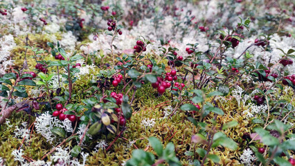 Red berries of wild cranberries. In the pine forest, small lingonberry bushes grew, they faded and...
