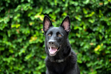 Black German Shepherd Dog, working line shepherd. Portrait of a black dog looking out of green shrubs. Dog outdoors at a park. Purebred Headshot.
