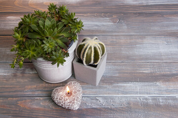 Green plants in gray flower pots on a wooden background.