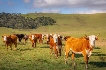 Fototapeta premium Cows grazing at sunset, Rio Grande do Sul pampa - Southern Brazil