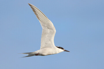 Common Tern (Sterna hirundo), isolated, flying over blue sky