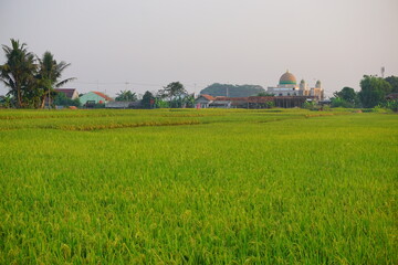 Fototapeta na wymiar Rice fields terrace with mosque in the background. Agricultural concept on the countryside 
